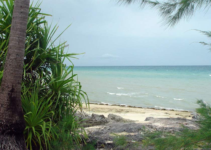 Clear water and coastal landscape in Zanzibar