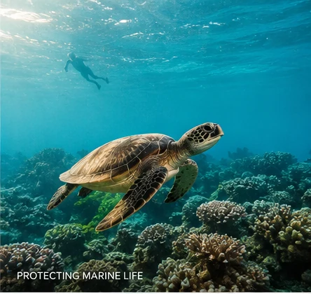 Sea turtle swimming above a protected coral reef